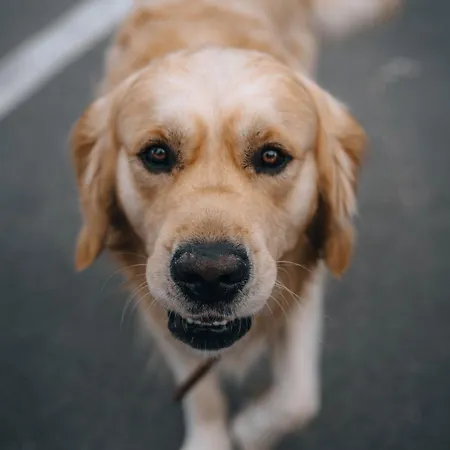 Boutique Azur فندق 3*