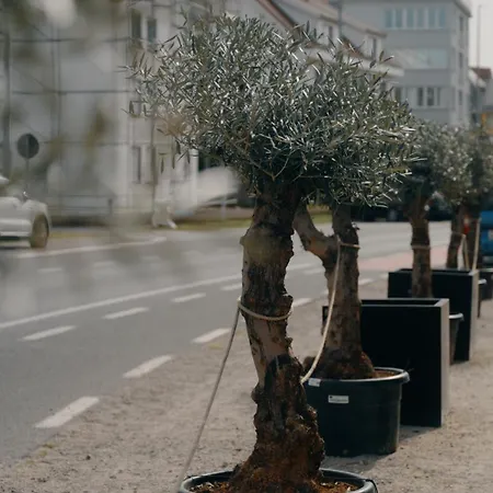 Boutique Azur 3* دي هان